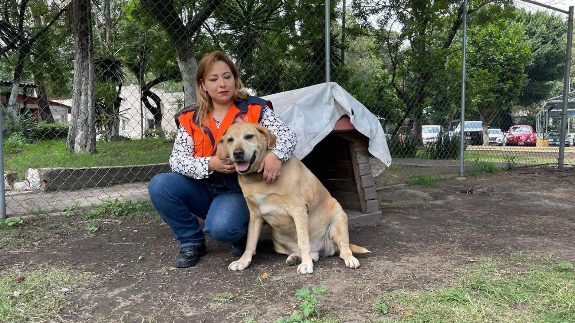 refugio de perros en central de abasto cdmx